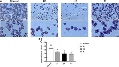 Hypoxia Induces Oxidative Injury and Apoptosis via Mediating the Nrf-2/Hippo Pathway in Blood Cells of Largemouth Bass (Micropterus salmoides)